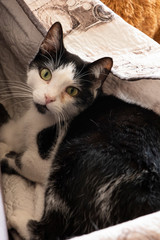 Gato blanco y negro con ojos verdes jugando en un sofa gris con una cobija resguardándose del frio