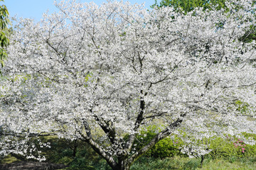 満開に咲いた公園の大島桜