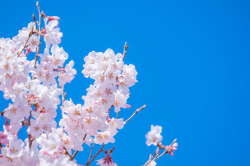 写真素材：桜　ソメイヨシノ　満開　アップ　コピースペース