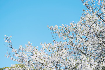 満開に咲いた純白の美しい大島桜と青空