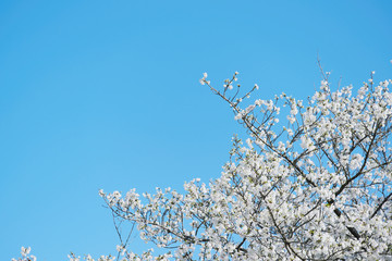 気持ちのいい青空と真っ白の大島桜