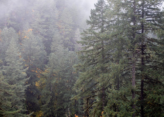 Pine trees in the fog copy-space and background, Oregon, USA