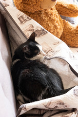 Gato blanco y negro con ojos verdes jugando en un sofa gris con una cobija resguardándose del frio