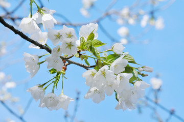 純白に輝く綺麗なソメイヨシノ