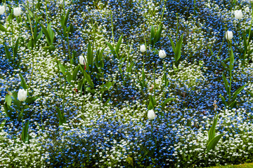 Abstract pattern with blue and white flowers and white tulips