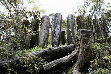 そびえ立つ丸太と切り株