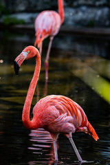 flamingo