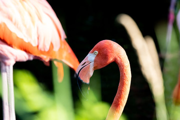 flamingo 