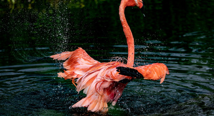 flamingo