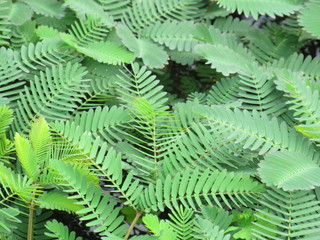 miniature fern forest