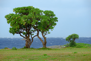 Fototapeta na wymiar 白波立つ海と２本の木