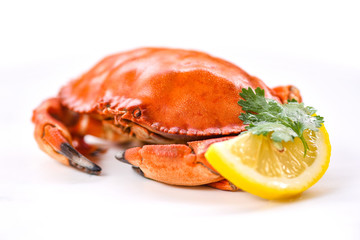 Crab isolated on white background fresh seafood stone crab with coriander and lemon -