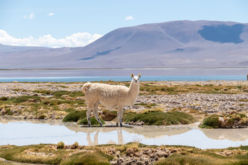 Llama in Laguna Salar de Aguas Calientes, San Pedro de Atacama, Chile