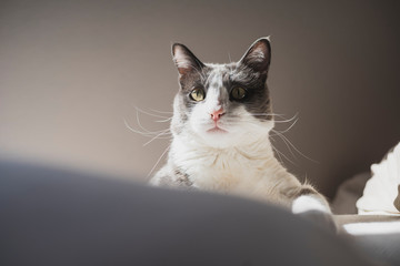 grey and white cat on sofa