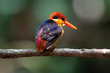 Oriental Dwarf Kingfisher , Small bird with beautiful colors