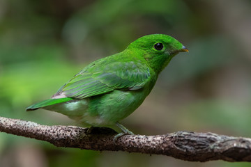 Beautiful bird green broadbill perching on a branch (Female)