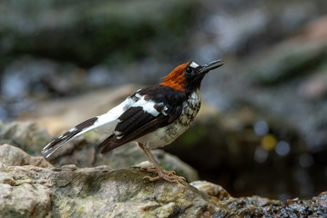 Chestnut-naped Forktail,Bird Like living along the waterfront