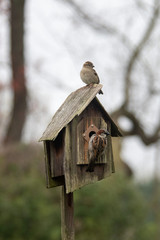 Bird in birdhouse and one on top