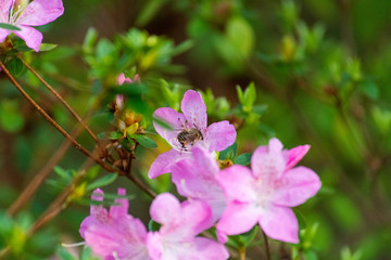 Pink flowers in bloom with bees