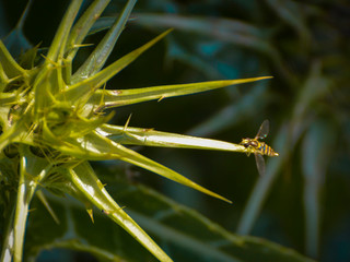 dragonfly on leaf