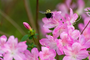 Pink flowers in bloom with bees