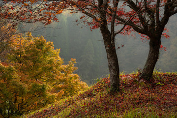 Yujaku park, Kuju, Kyushu, Japan - November 23, 2019 : Beuatiful light and autumn colors at the Yujaku park on Kyushu island, Japan