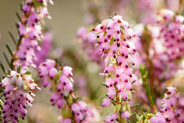 Pink purple winter blooming heather