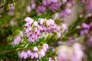 Pink purple winter blooming heather