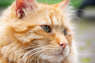 Close up of orange long hair cat