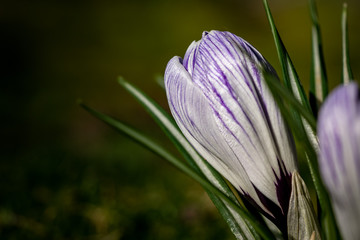 Close up of purple and white crocus