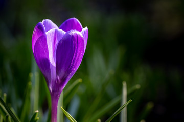 Close up of purple spring blooming crocus