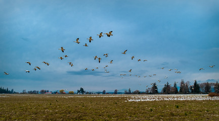 Snow geese Washington flying birds 