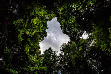 Tree tops of dense forest