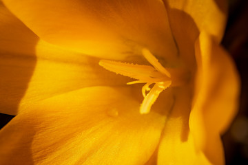 Close up of yellow crocus