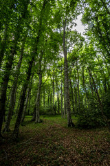 Fototapeta na wymiar Green deep forest