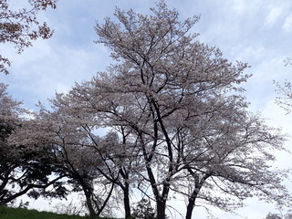 コロナ自粛中の東京の満開の桜