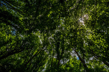 Tree tops of dense forest