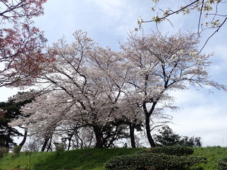 コロナ自粛中の東京の満開の桜