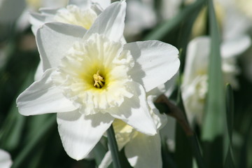 White daffodil 2020 I © DarrenDwayne