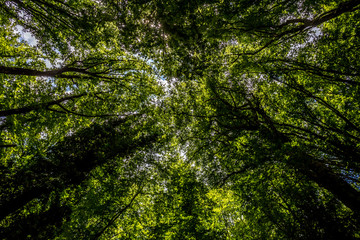 Tree tops of dense forest