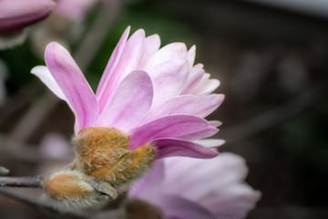 Obraz na płótnie Canvas Pink spring magnolia blossom