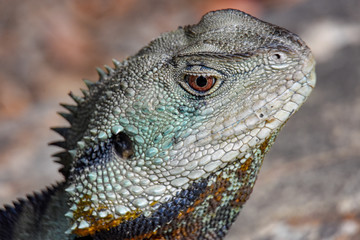 Close up of Australian lizard head 