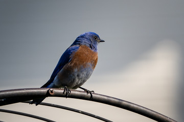 Male Western Bluebird