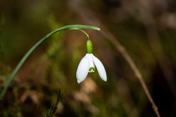 Spring snowdrop flower