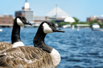 The Canadian Goose on the Sea