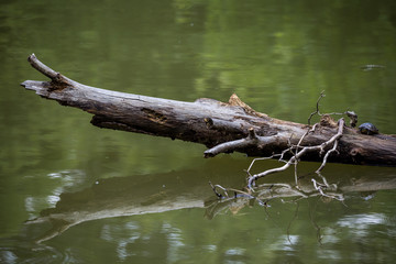 old dry tree in water