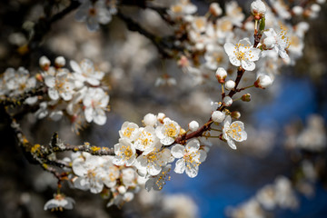 White spring flower blossoms cherry plum