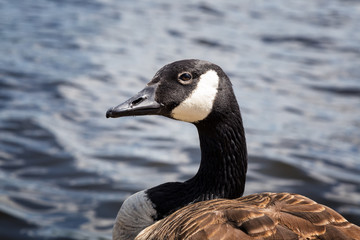 The Canadian Goose on the Sea