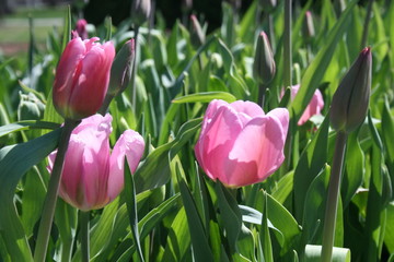Tulips in Forest Park 2020 I