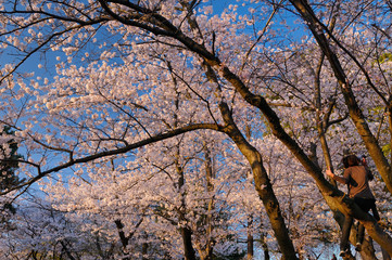 Woman climbing a cherry tree in a forest of Sakura Japanese flowering Cherry trees at High Park Toronto
